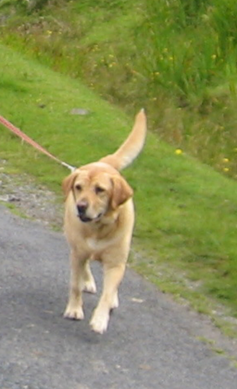 A message for dog owners from Gwent Police.