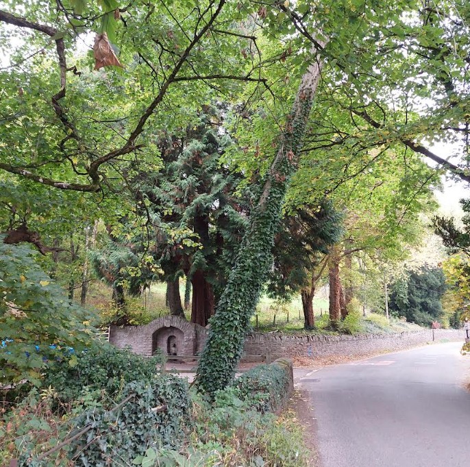 County Council has checked a tree in Rockfield which was reported as unsafe